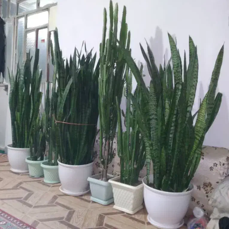 فروش گل|گل و گیاه طبیعی|بهارستان, |دیوار