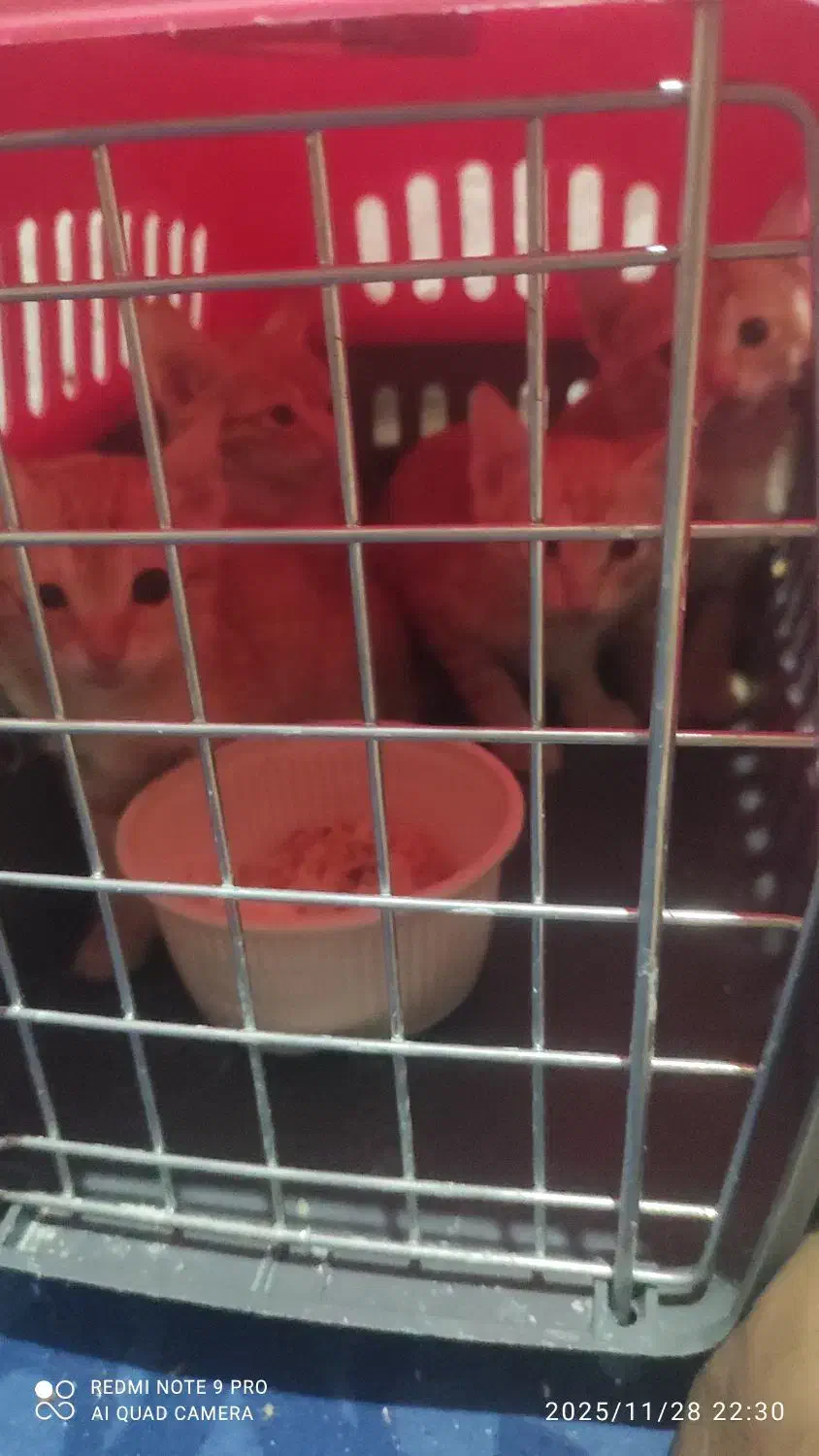 واگذاری گربه|گربه|اهواز, مجاهد|دیوار