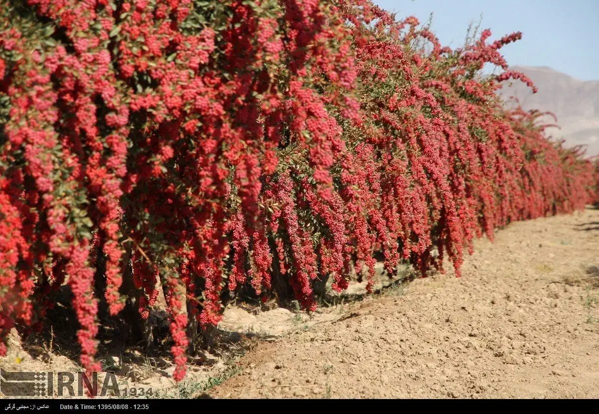 زرشک تازه|خوردنی و آشامیدنی|قم, شهرک مهدیه|دیوار