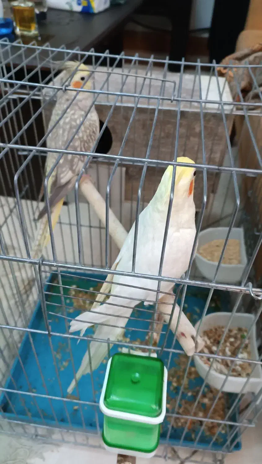 یه جفت عروس هلندی مولد|پرنده|قرچک, مهدیه|دیوار