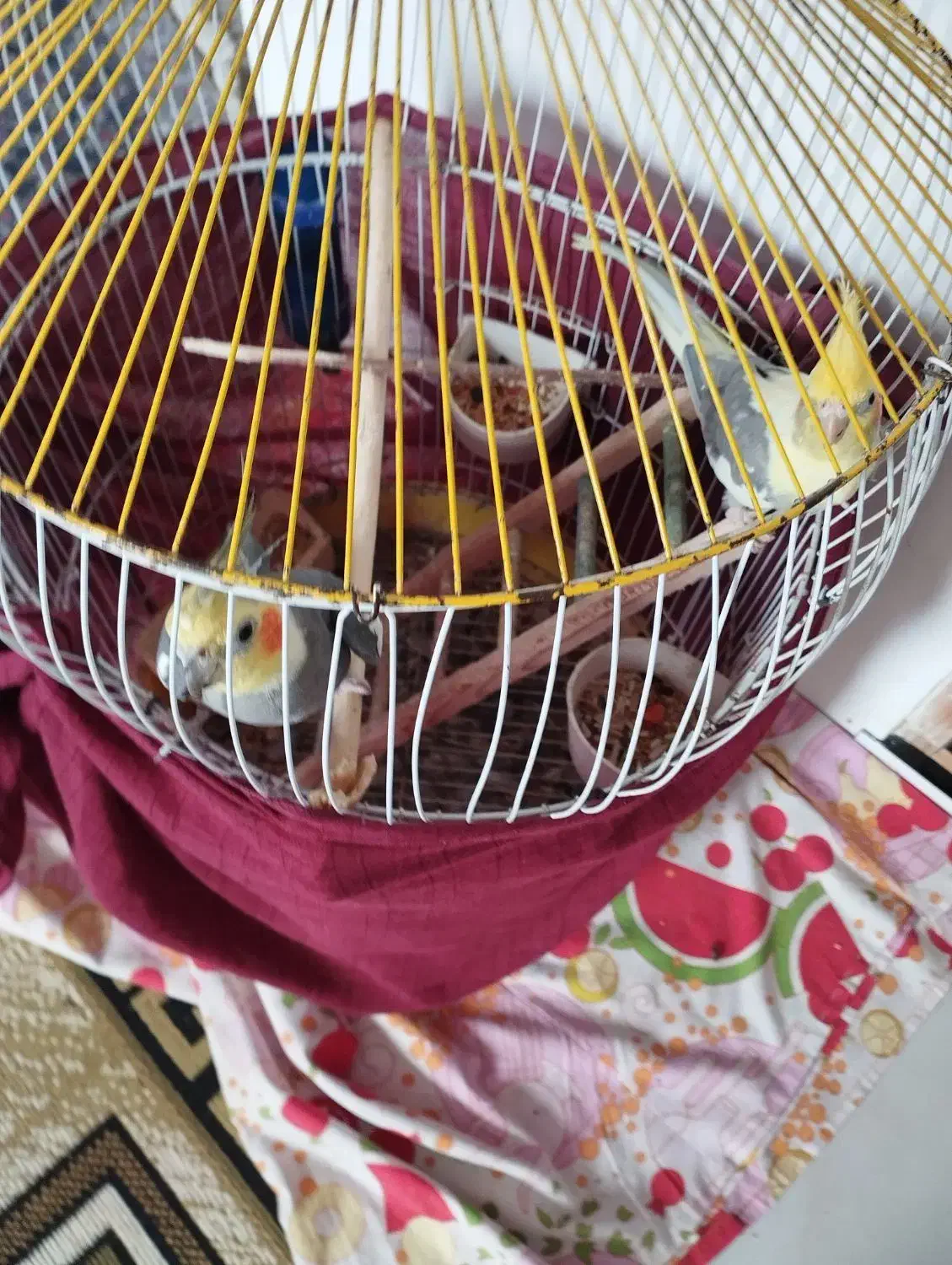 دو عدد عروس هلندی|پرنده|لولمان, |دیوار