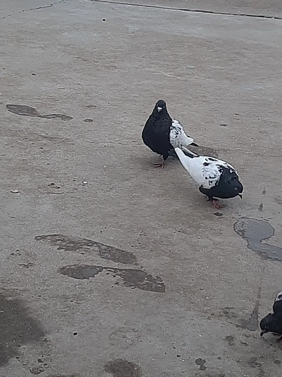 کبوتر|پرنده|بوئین زهرا, |دیوار