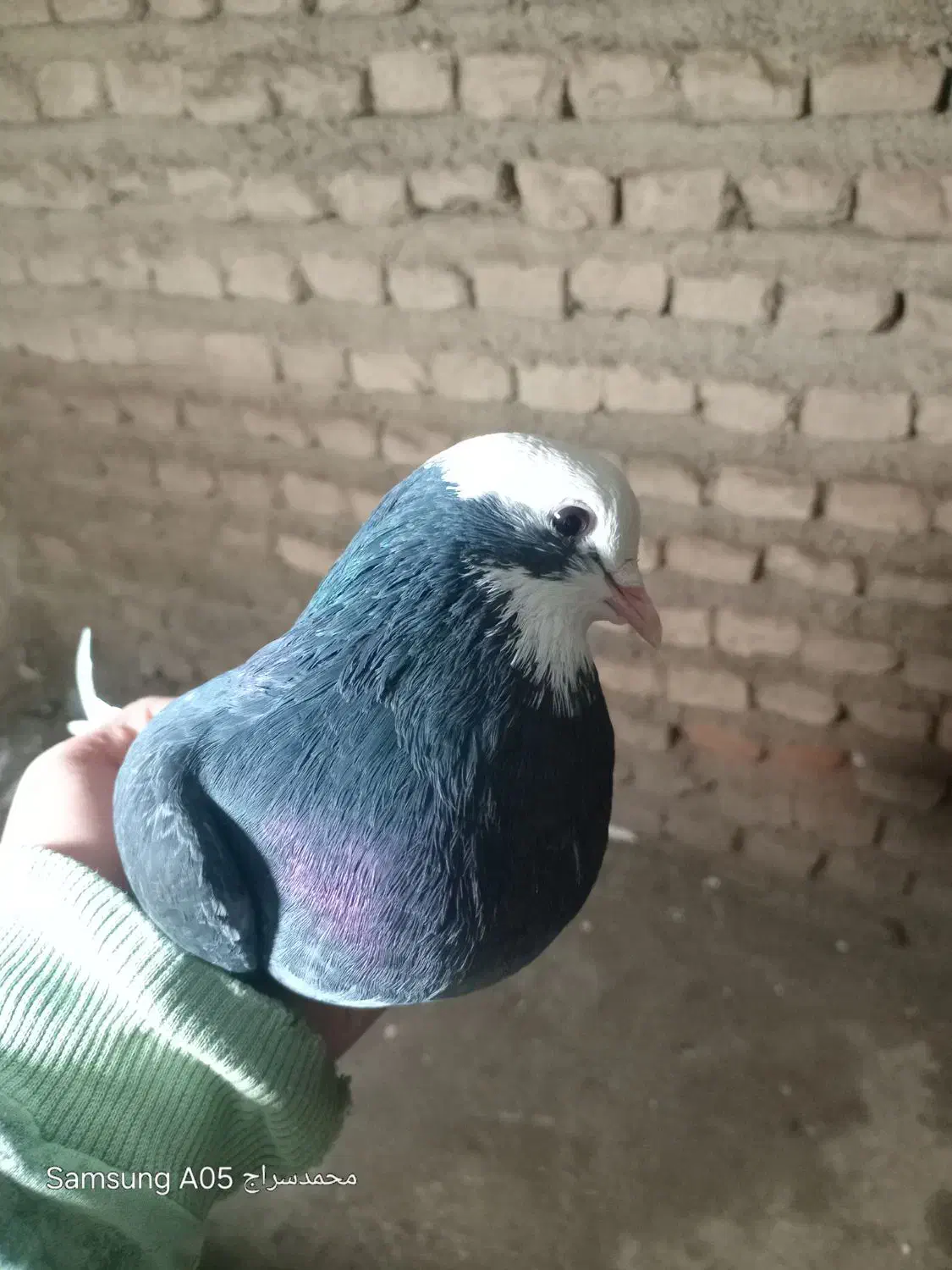 دونهی۳۰۰۰۰۰۰|پرنده|آق قلا, |دیوار