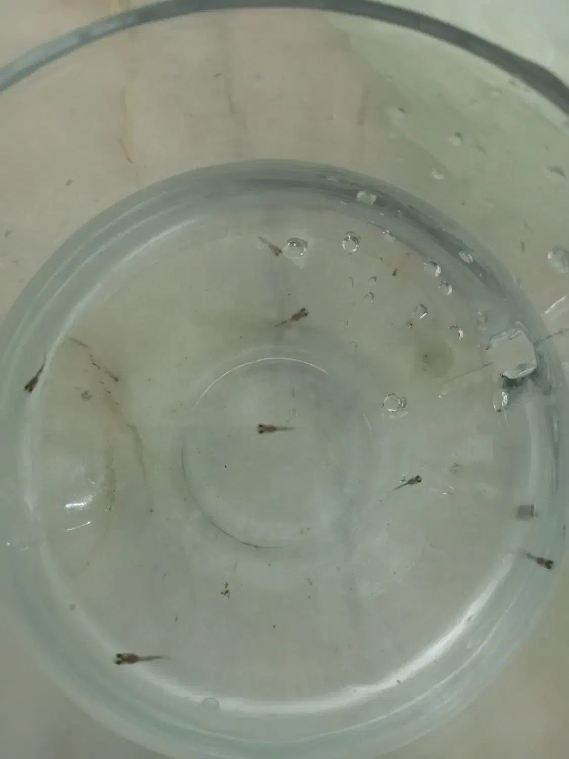 ماهیی|ماهی|اصفهان, همدانیان|دیوار