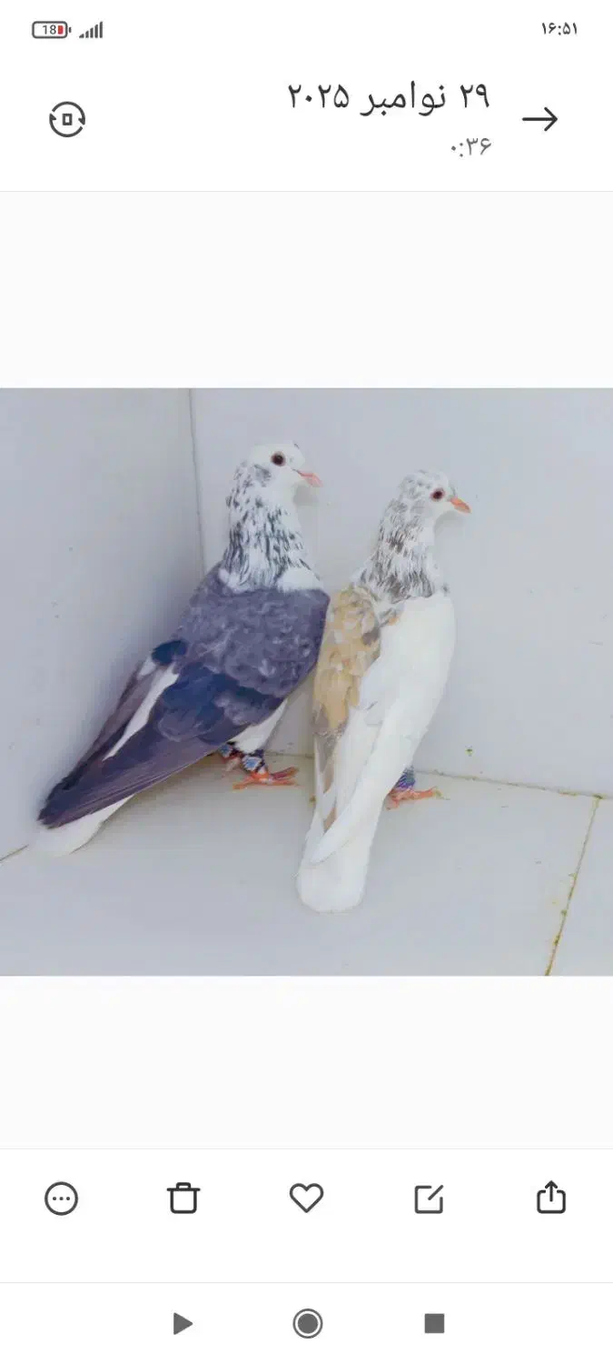 کفتر|پرنده|مشهد, مصطفی خمینی|دیوار