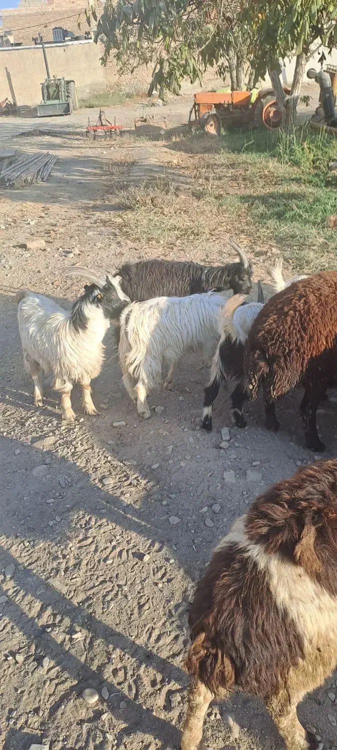 بزغاله سالم سرحال ۵تا ۳۰ میلیون|حیوانات مزرعه|کرج, شهرک الهیه|دیوار