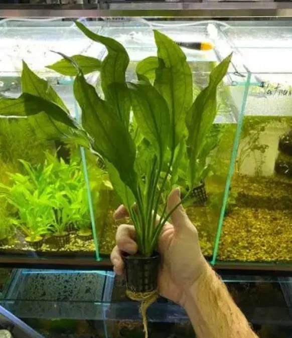 گیاه آکواریوم اچینودوروس برگ اتیشین|ماهی|زنجان, |دیوار