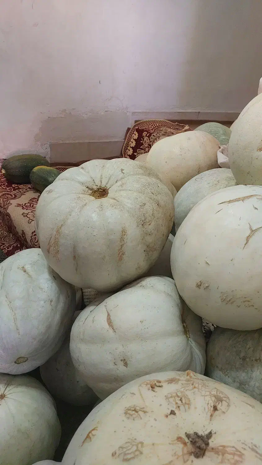 کدو تنبل و تخمه کدو درجه یک|خوردنی و آشامیدنی|ایلخچی, |دیوار