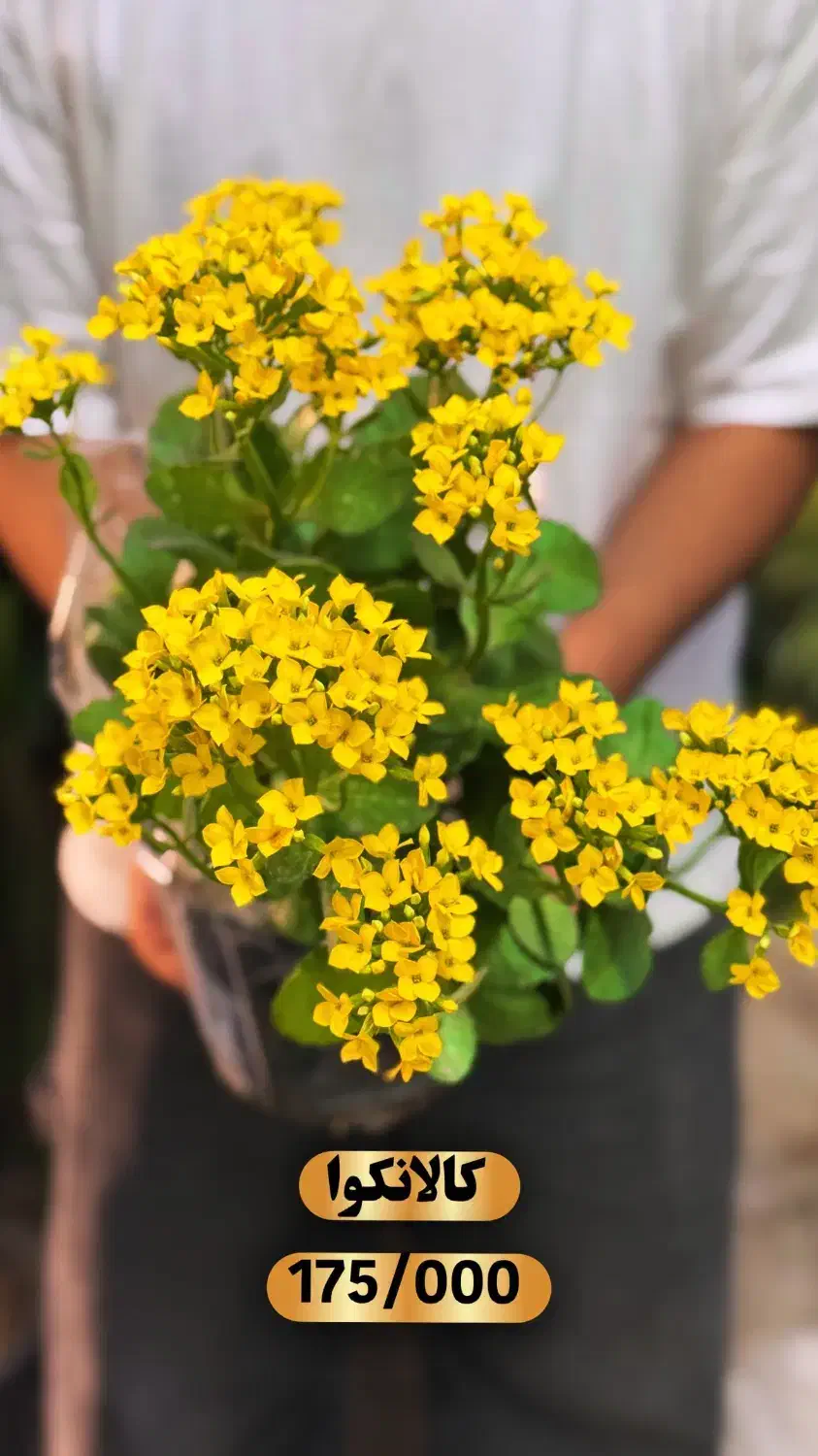 گیاه بیرونی(مناسب تراس و باغچه)اهواز|گل و گیاه طبیعی|اهواز, کیان اباد|دیوار