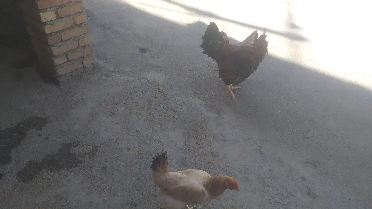 مرغ و خروس محلی|حیوانات مزرعه|موچش, |دیوار