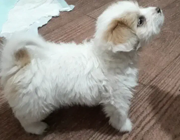 سگ جیبی کرلس خیلی باهوش و بازیگوشه|سگ|اسلامشهر, شهرک توحید|دیوار