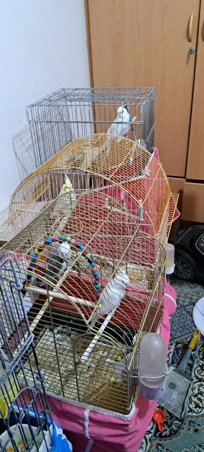 عروس هلندی|پرنده|شاهین‌شهر, شهرک منازل چوبی|دیوار