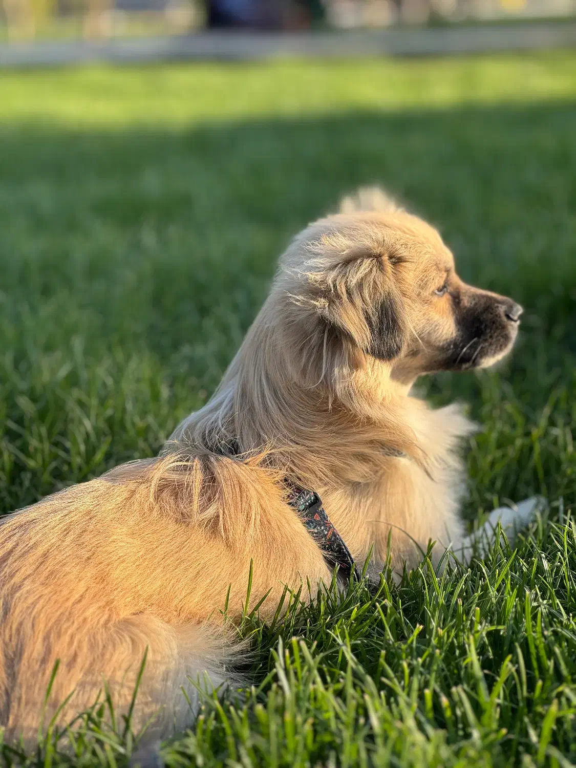 سگ گمشده|حیوانات|نجف‌آباد, صالح آباد|دیوار