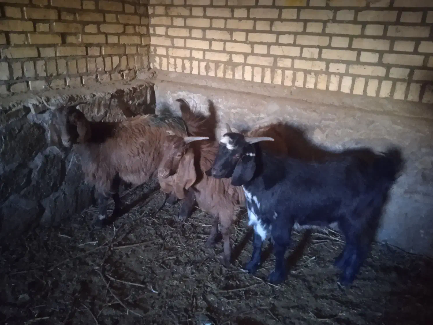 سه عدد بزغاله.. دو عدد نریک عدد ماده|حیوانات مزرعه|سبزوار, قصبه غربی|دیوار