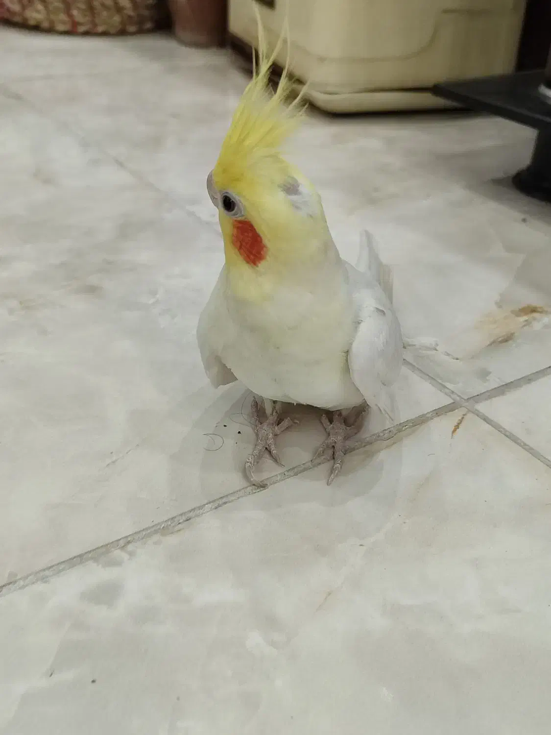 عروس هلندی نر و ماده|پرنده|لنگرود, |دیوار