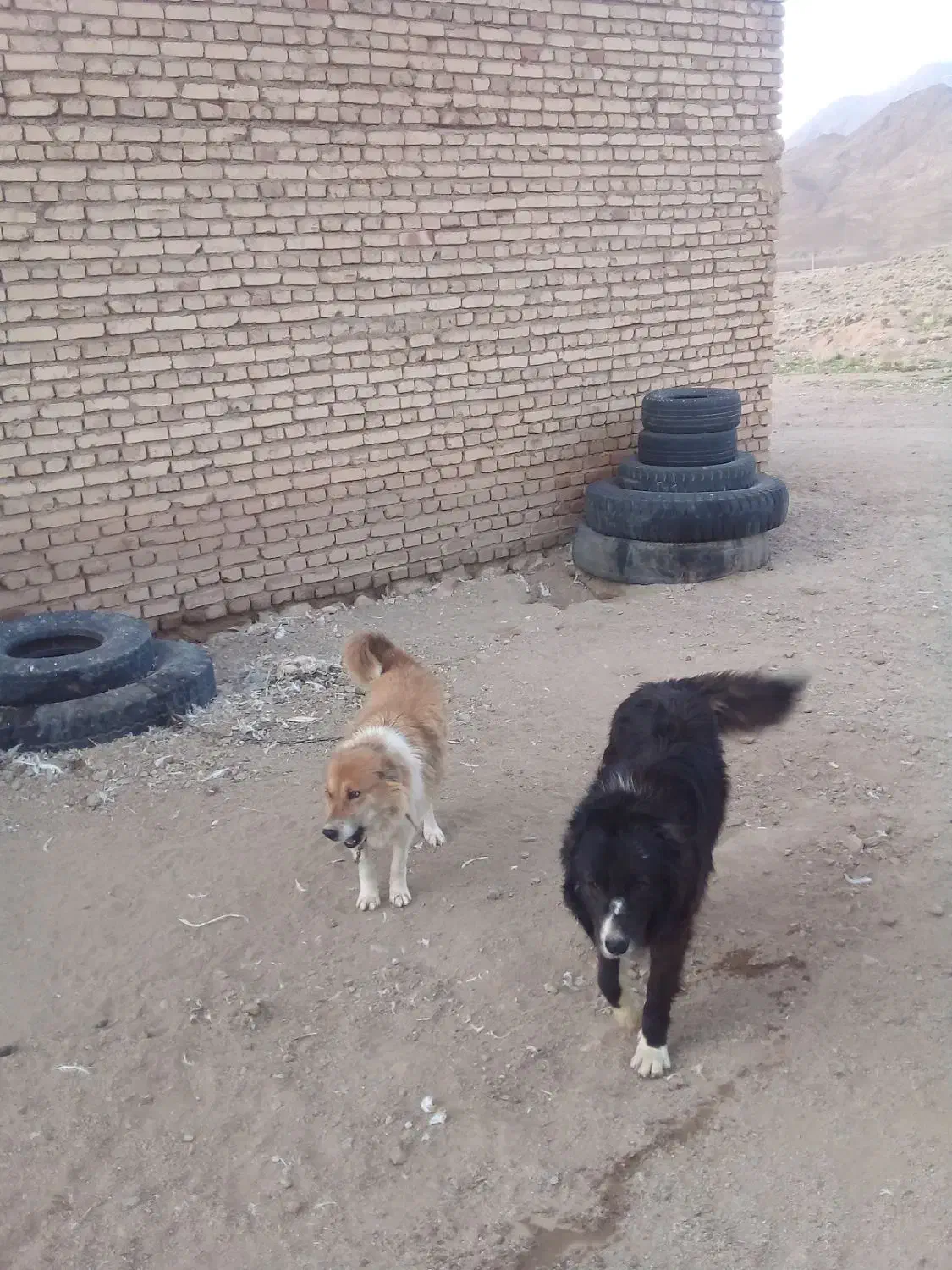 سگ ۰۰|سگ|یزد, |دیوار