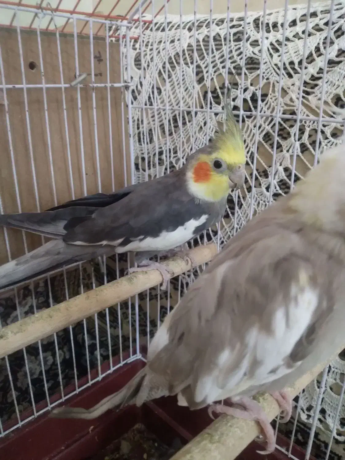 عروس هلندی جفت با جوجه|پرنده|گالیکش, |دیوار