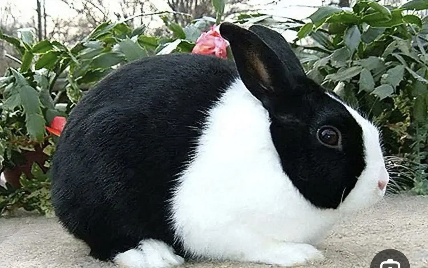 خرگوش نر|موش و خرگوش|خرمشهر, |دیوار