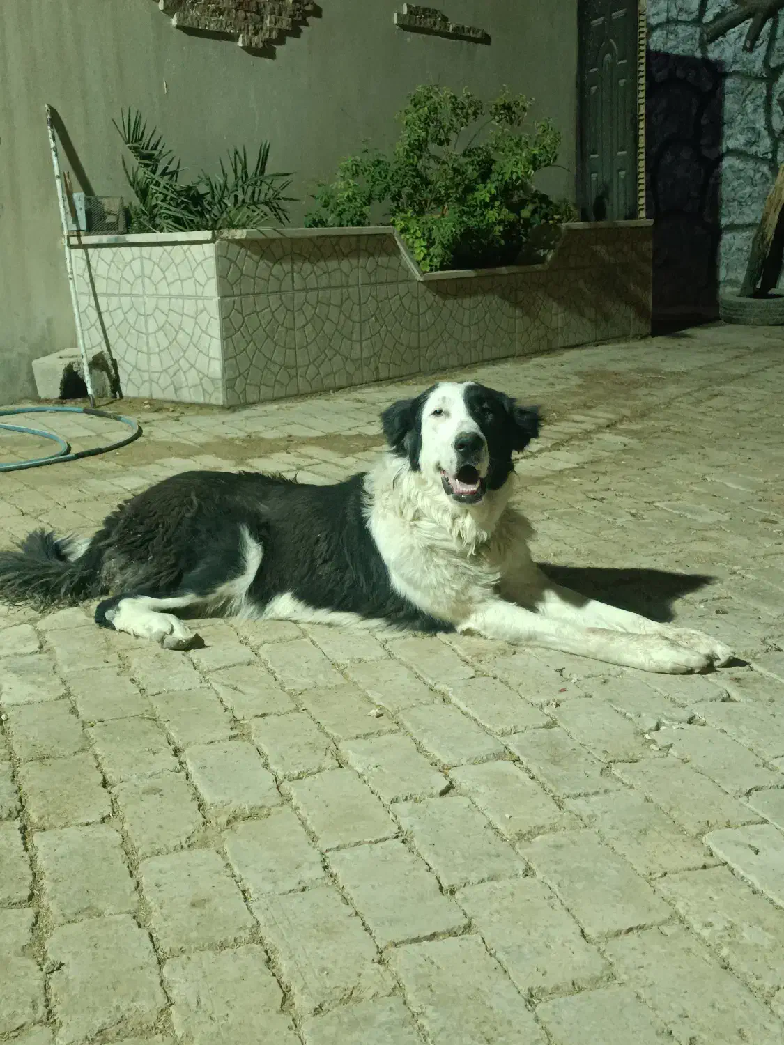 لاس قدرجونی|سگ|اصفهان, فرودگاه شهید بهشتی|دیوار