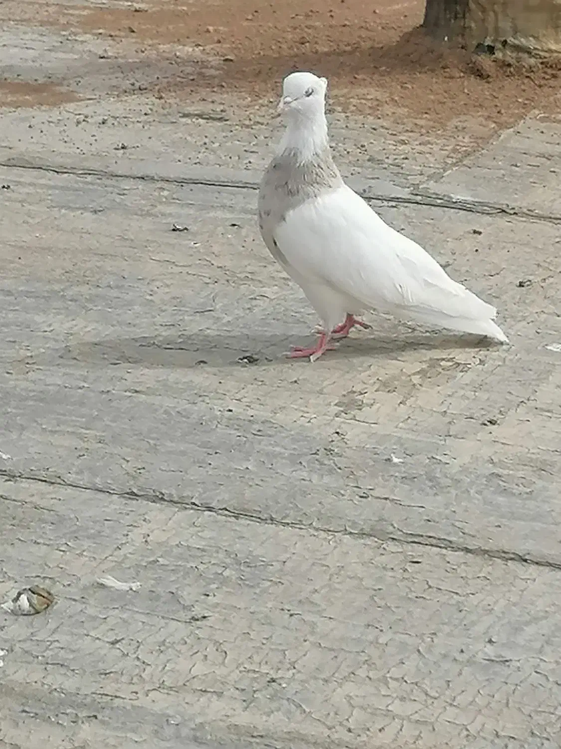 کبوتر طوقی اجری نر|پرنده|سنندج, |دیوار