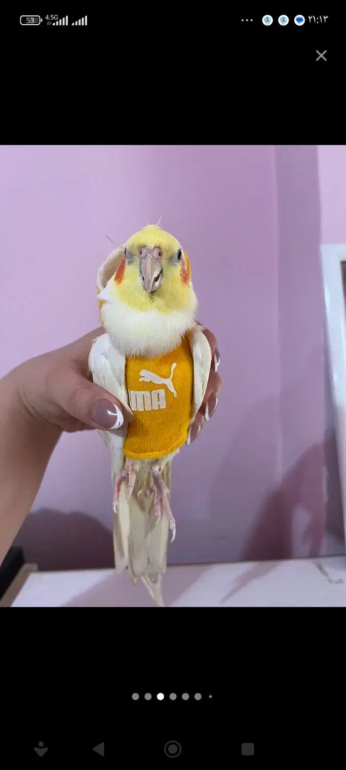 عروس هلندی همه چیز تموم|پرنده|خرمدره, |دیوار