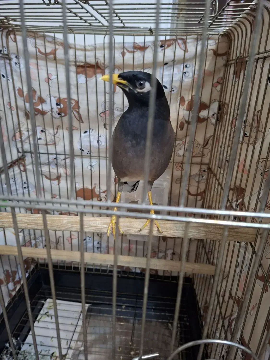 مرغ مینا سخنگو|پرنده|ری, عباس‌آباد|دیوار