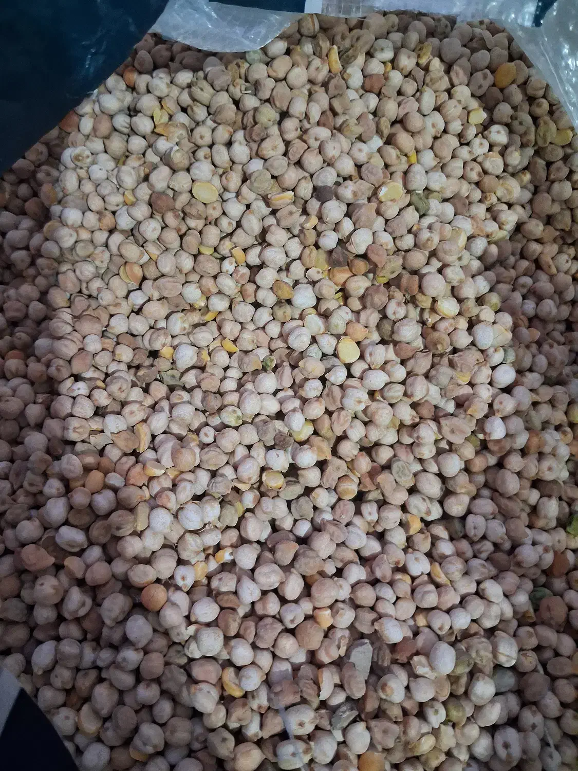 نخود ریز مخصوص فلافل نصف قیمت|خوردنی و آشامیدنی|تاکستان, |دیوار