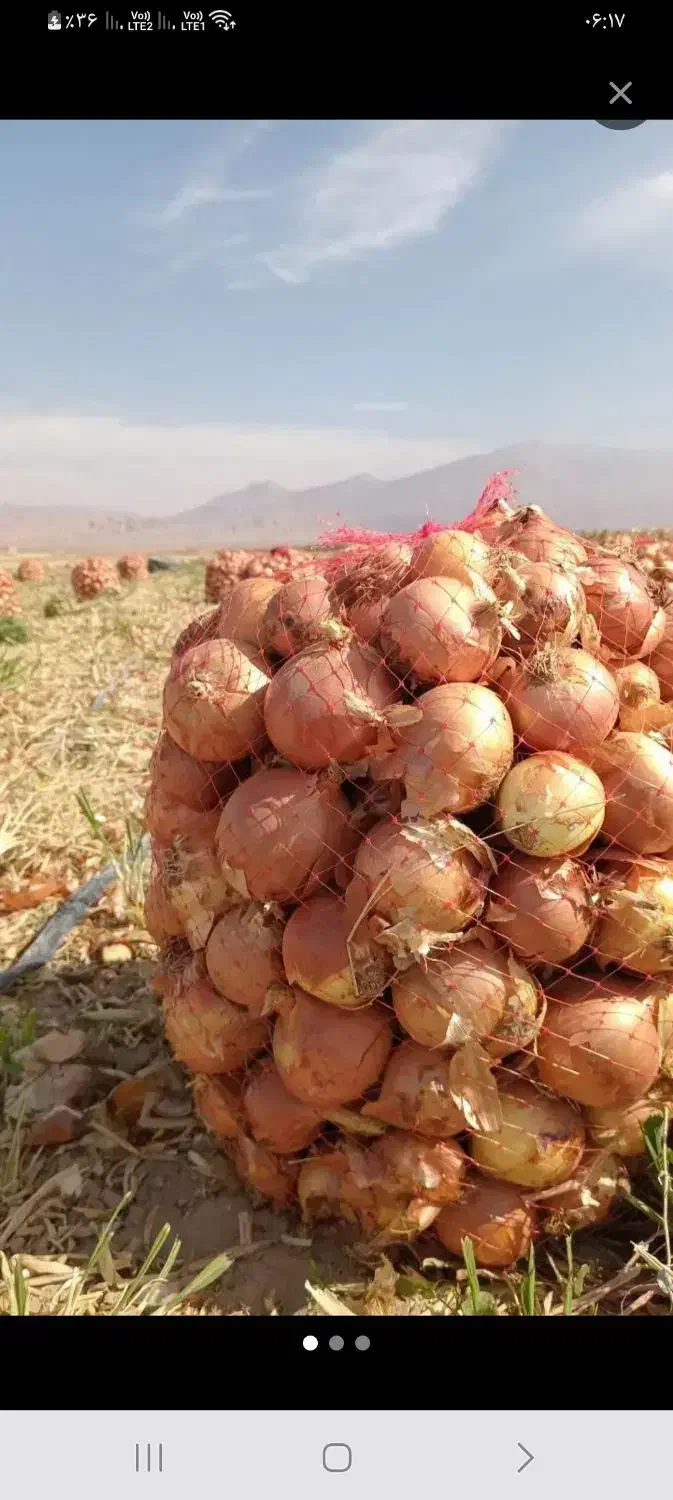 پیاز زرد فلات درجه ۱ جوین ۲۰ تن|خوردنی و آشامیدنی|هلالی, |دیوار