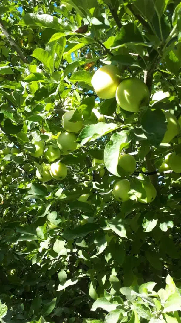 با قیمت مناسب بخر|خدمات باغبانی و درختکاری|پیرانشهر, |دیوار