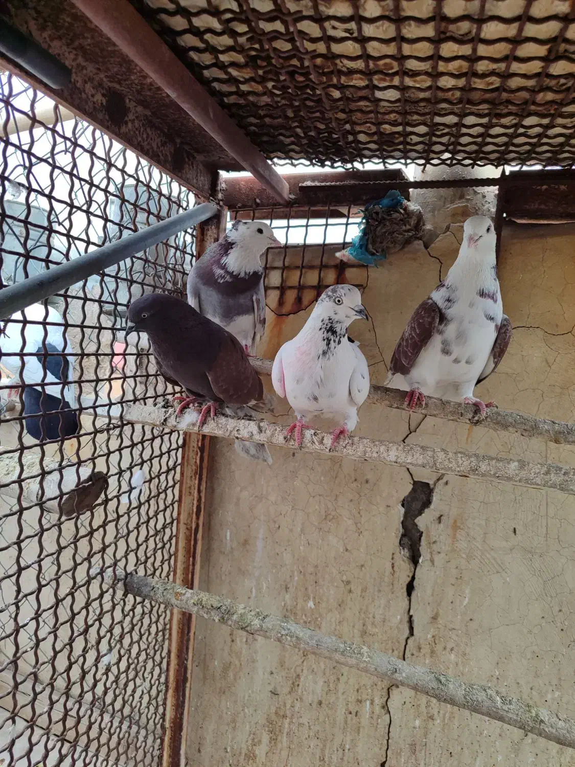 کفترپرشی|حیوانات|قم, باغ شریفی|دیوار