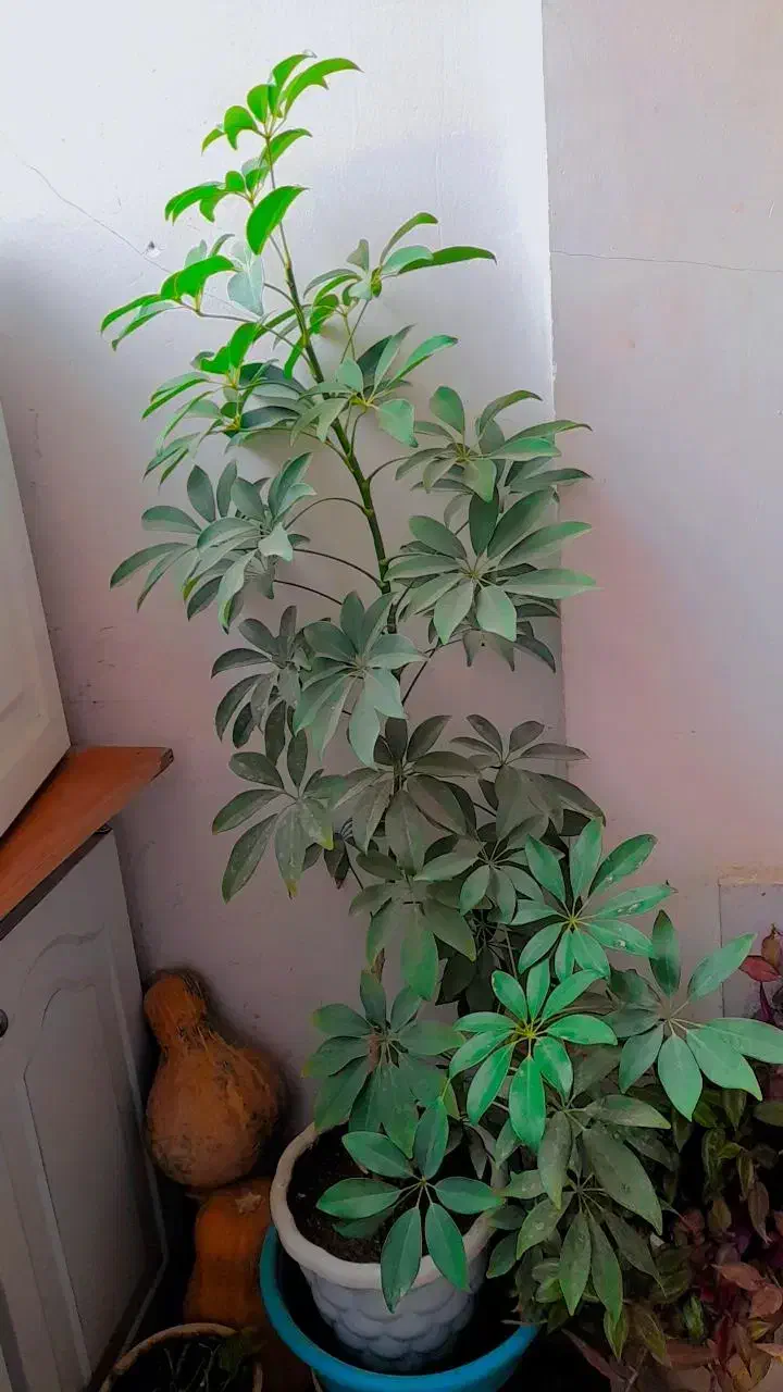 گل طبیعی|گل و گیاه طبیعی|ملایر, |دیوار