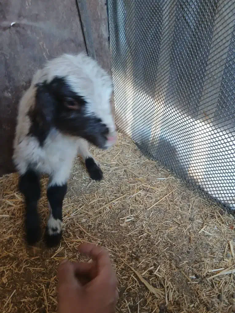 بره نره شیری|حیوانات مزرعه|کرمانشاه, |دیوار