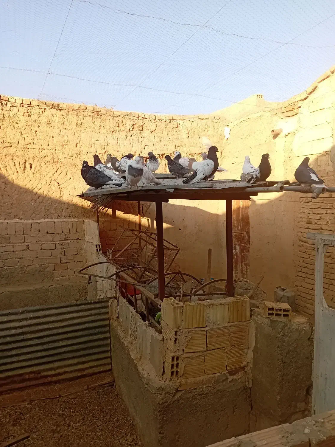 کفتر|پرنده|فردوس (خراسان), |دیوار