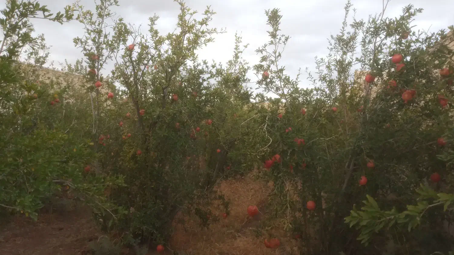 باغ|فروش زمین و ملک کلنگی|سبزوار, خسروجرد|دیوار