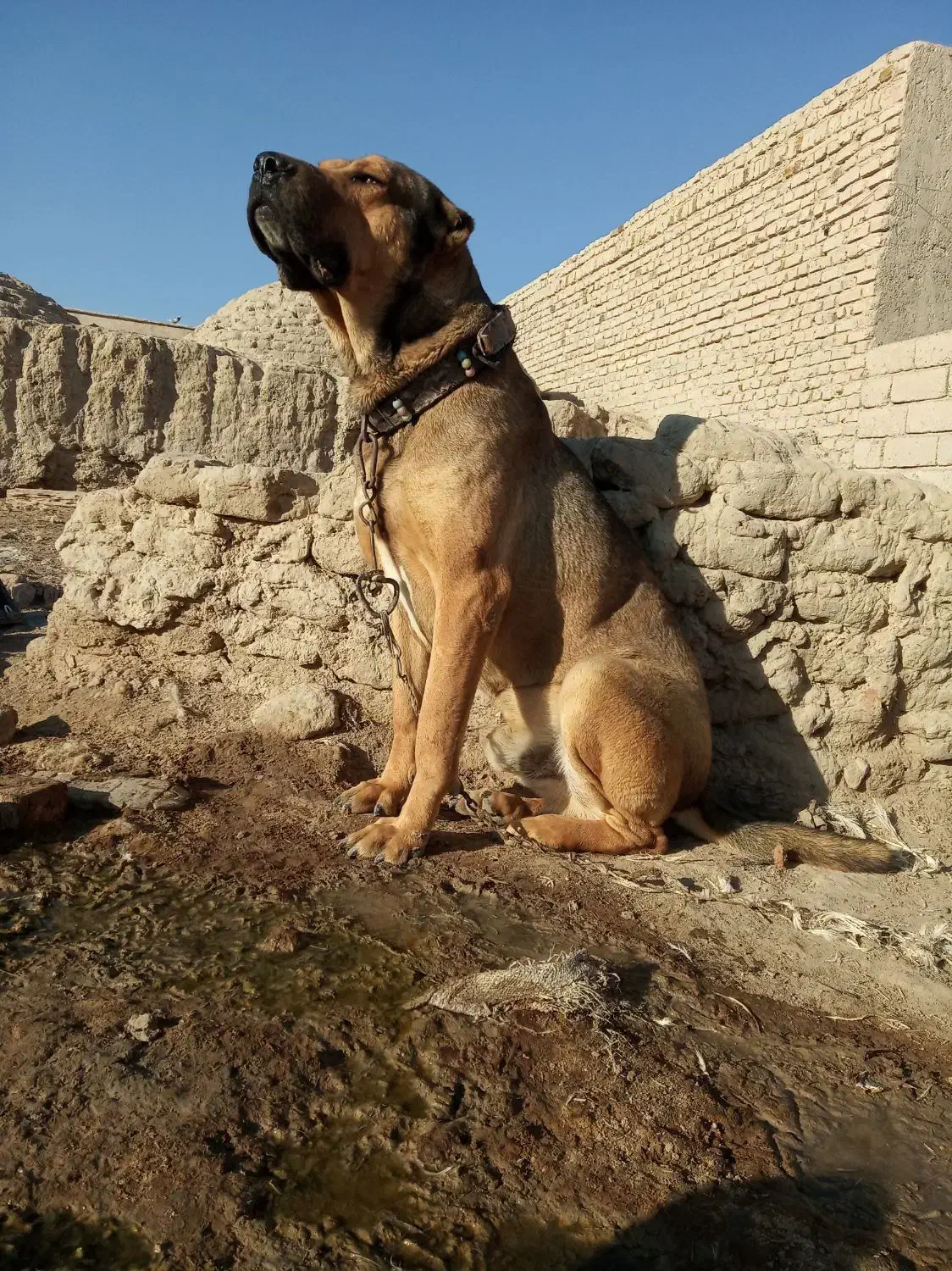 سگ سرابی|سگ|نیمروز, |دیوار