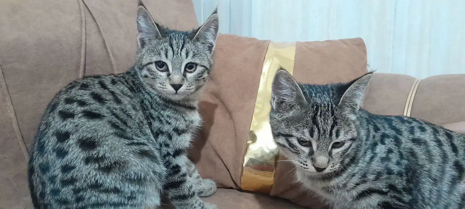 بچه گربه|گربه|شیروان (خراسان), |دیوار