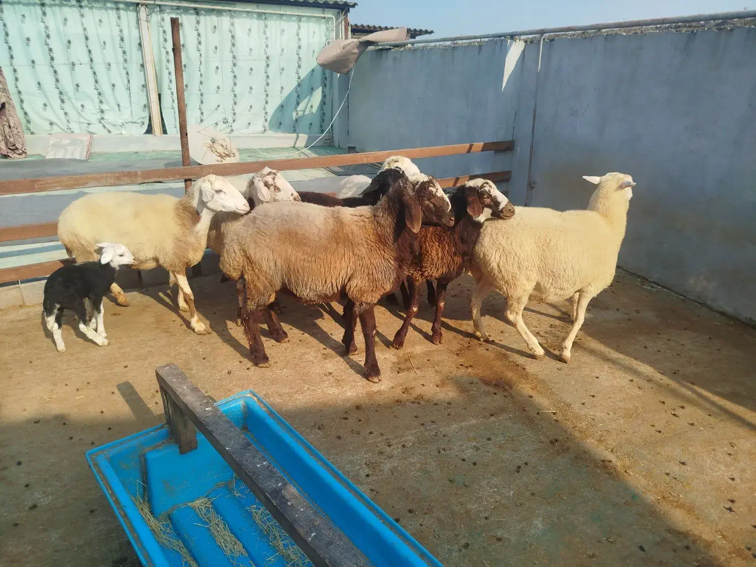 گوسفند . ۶ عدد|حیوانات مزرعه|هادی شهر, |دیوار