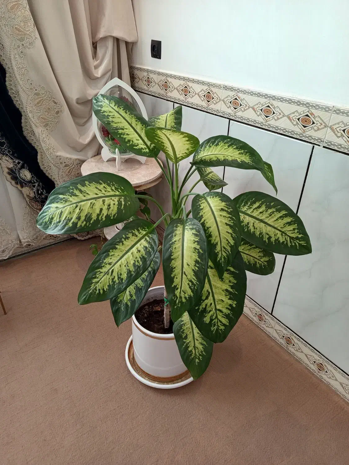 گل اپارتمانی|گل و گیاه طبیعی|کنگاور, |دیوار