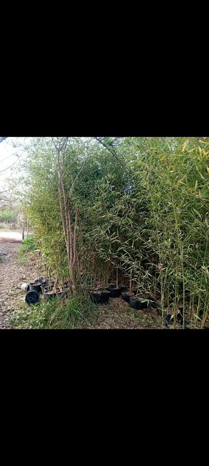 خیزران ریشه پرس|خدمات باغبانی و درختکاری|رانکوه, |دیوار