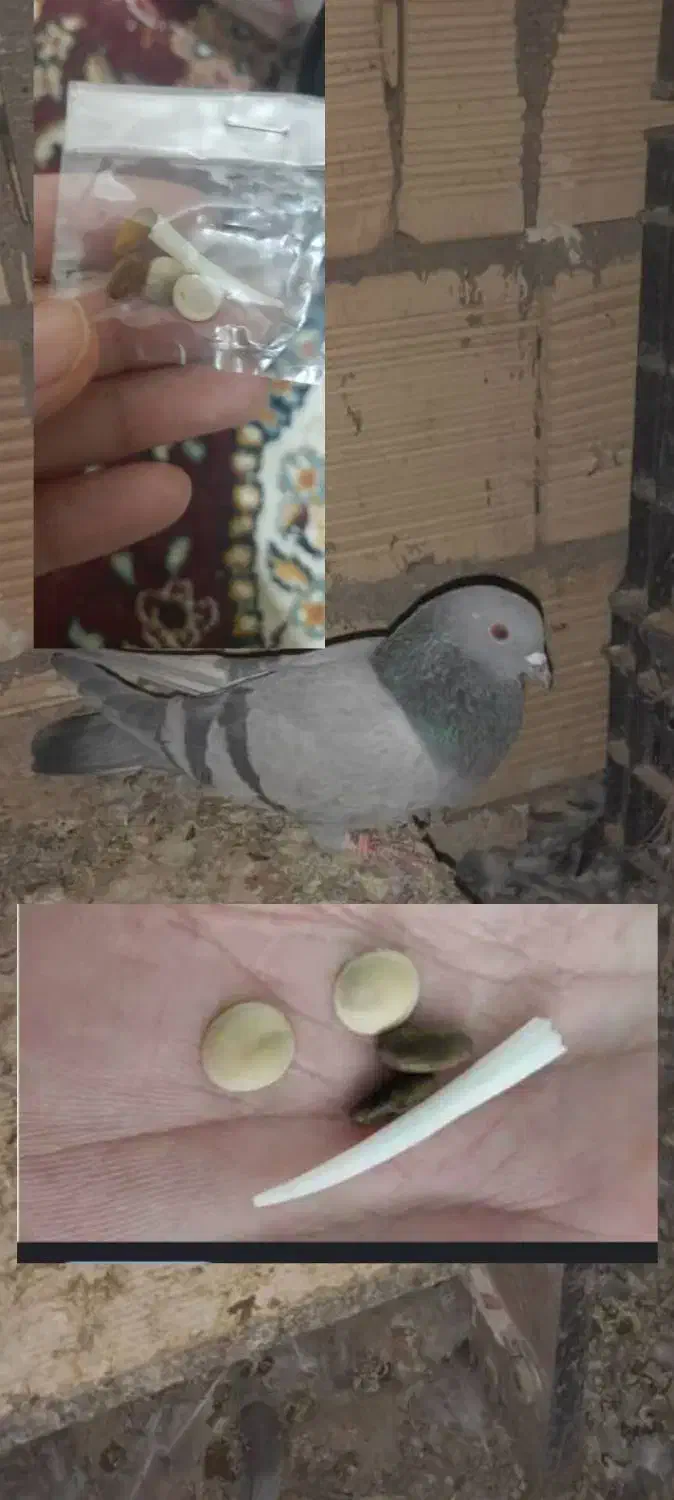 کبوتر|پرنده|زابل, |دیوار