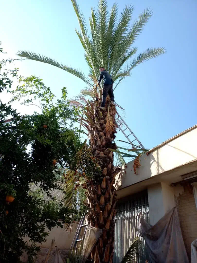 برش نخل درختان باغی و تنه درختان هرس و پاکن|خدمات باغبانی و درختکاری|شیراز, ارم|دیوار
