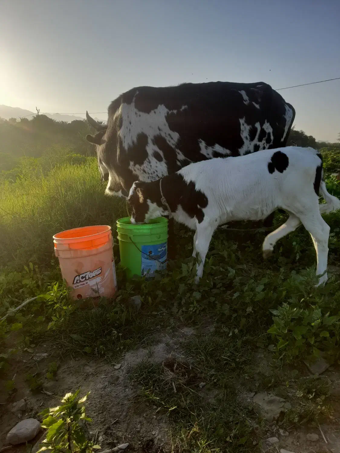 گاو شیری|حیوانات مزرعه|رودان, |دیوار