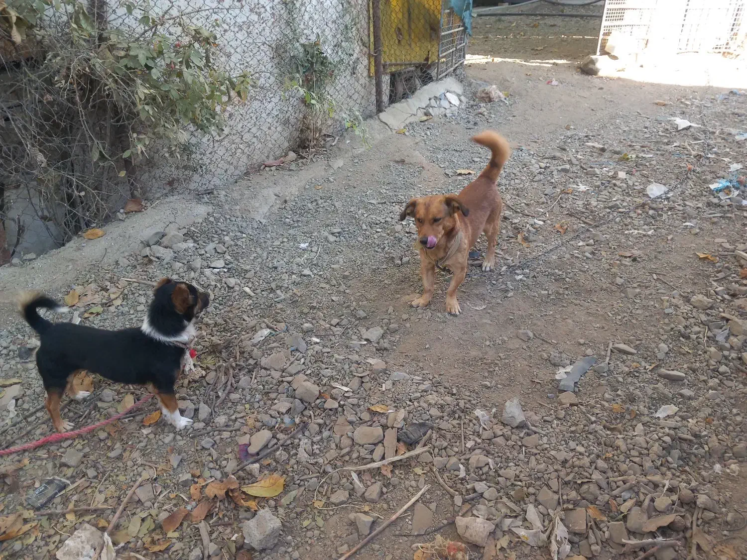 سگ پاکوتا هر دو نر|سگ|موچش, |دیوار