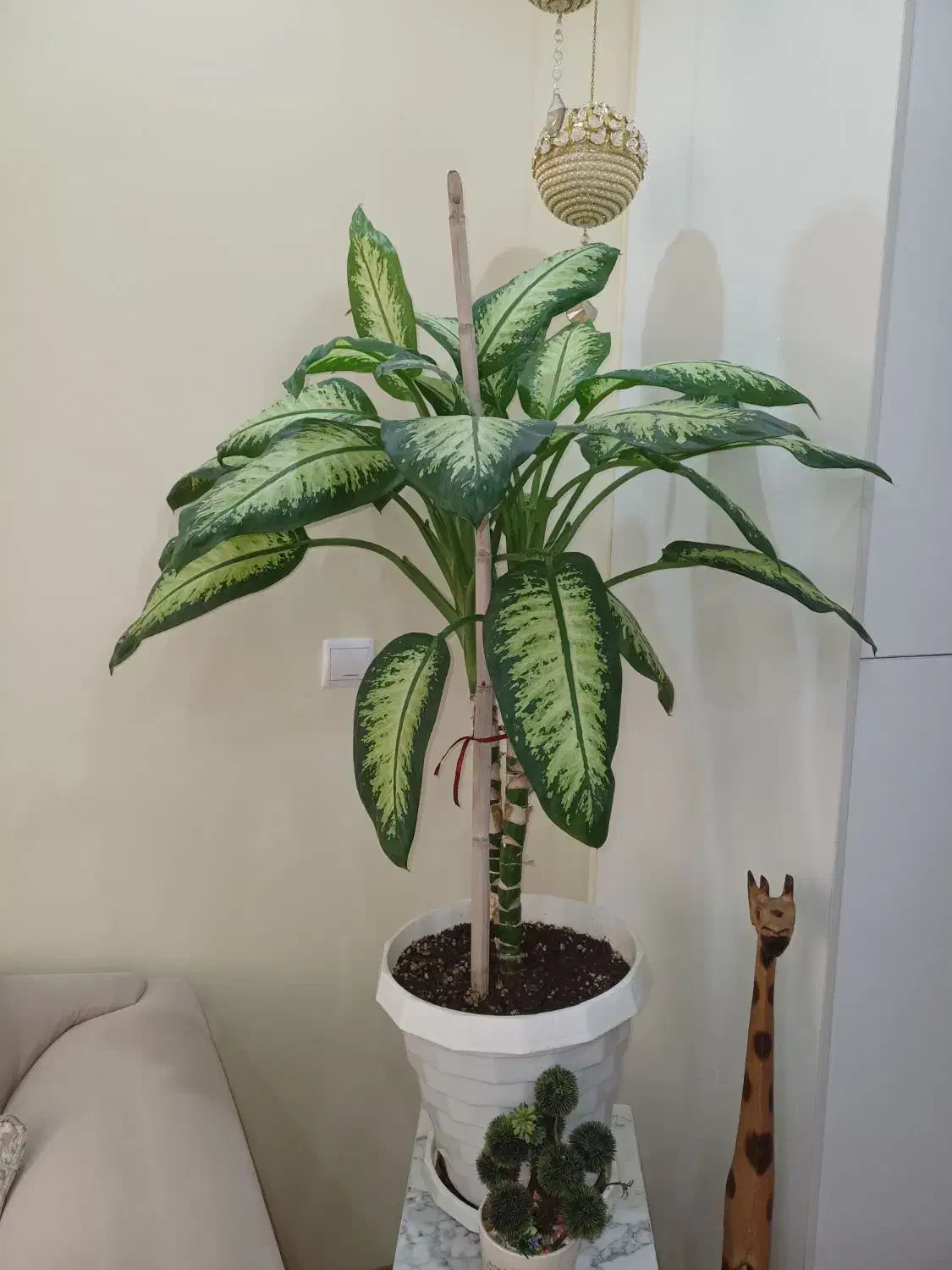 گل های کنارسالنی|گل و گیاه طبیعی|ری, شهرری|دیوار