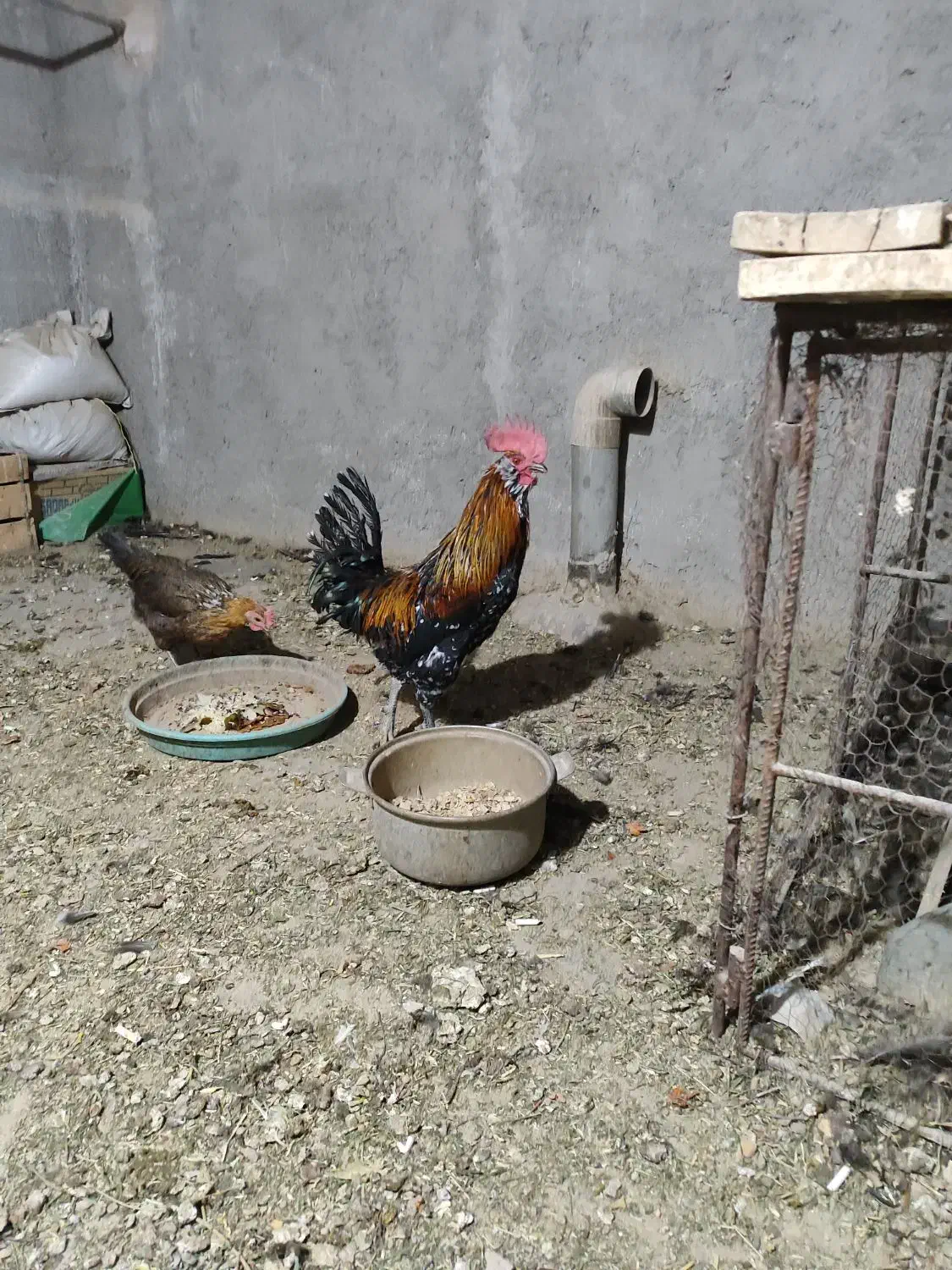 خروس|حیوانات مزرعه|فولادشهر, بوستان خلیج فارس|دیوار