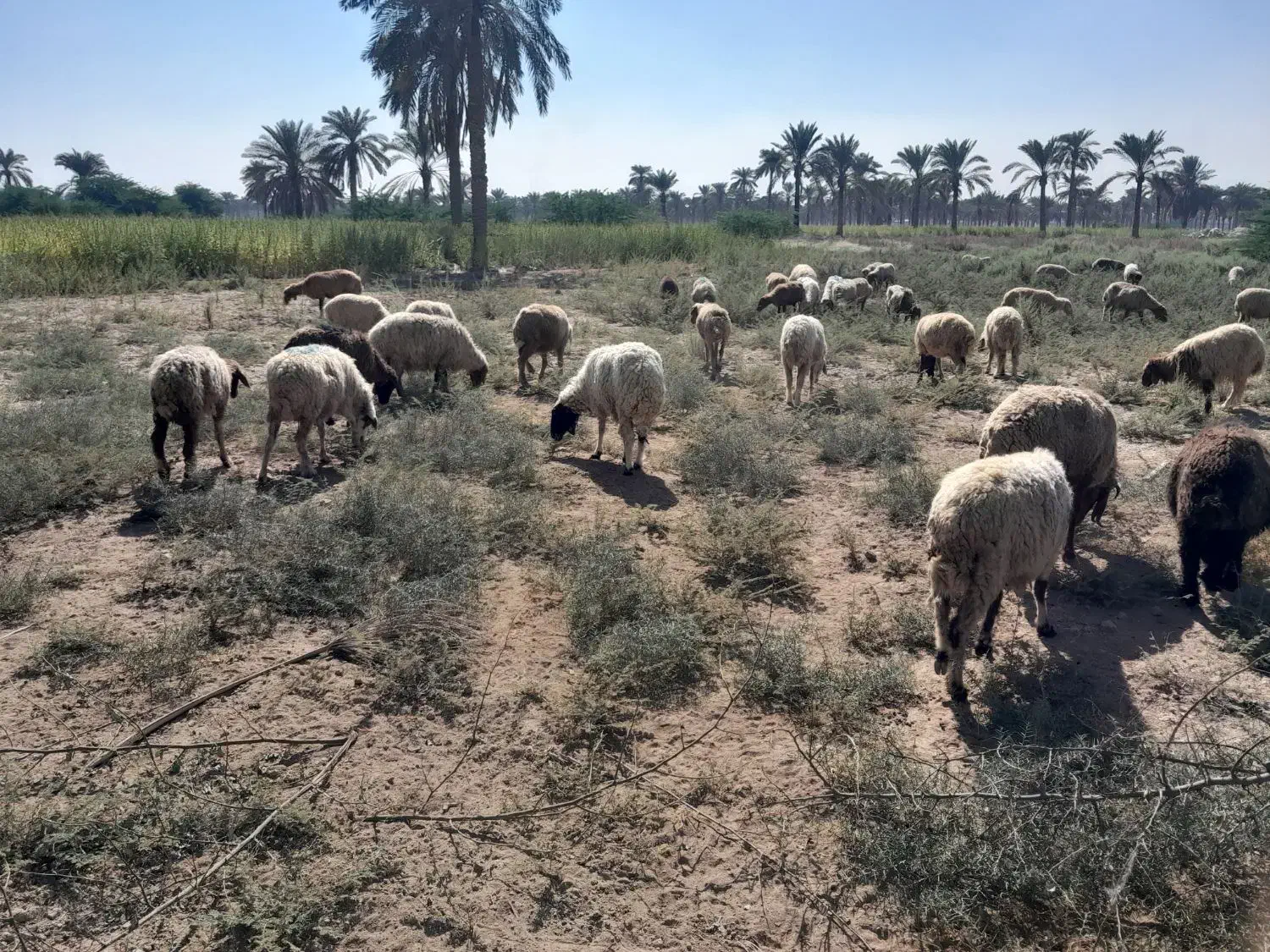 میش ابستن|حیوانات مزرعه|باوی, |دیوار