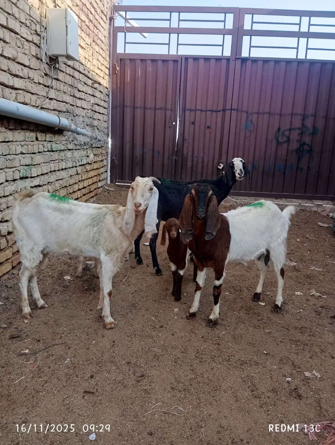 سه راس بزغاله دار|حیوانات مزرعه|گنبد کاووس, |دیوار