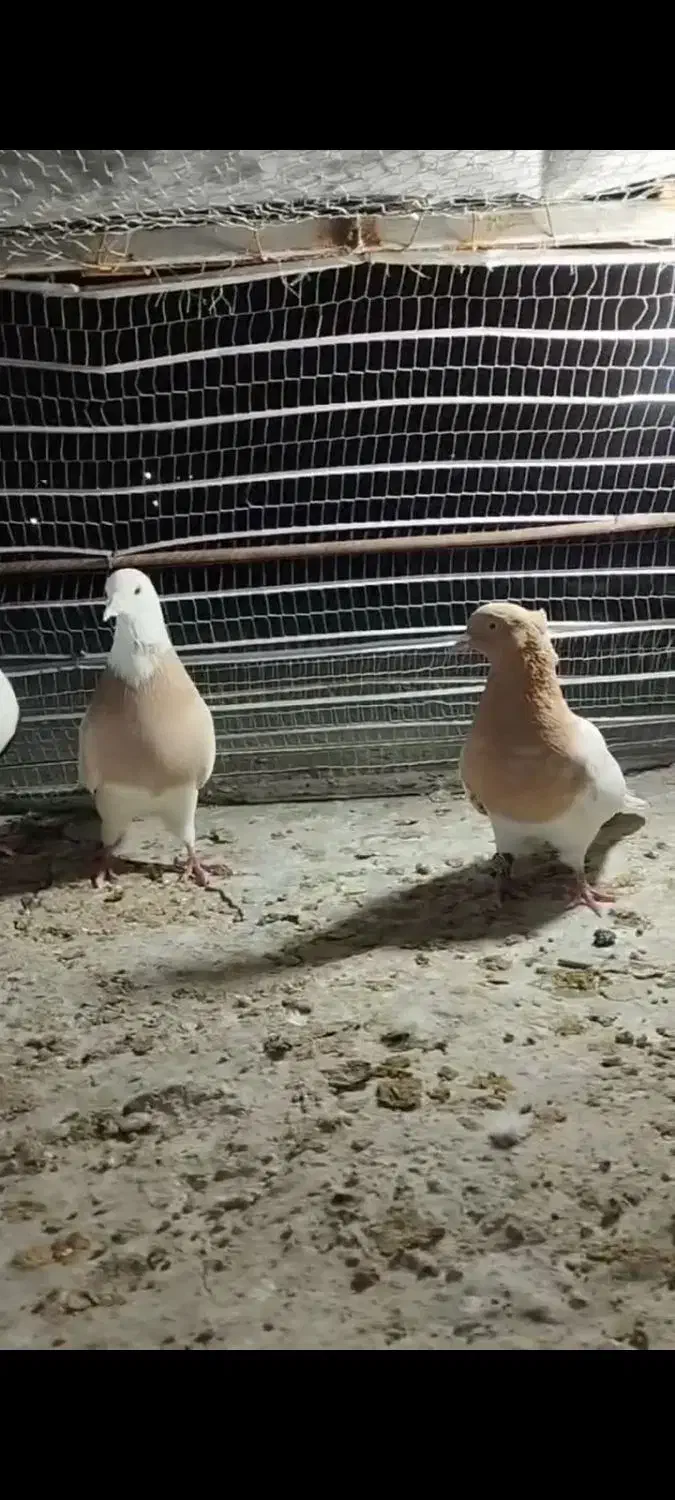 تیپ نقش|پرنده|خوسف, |دیوار