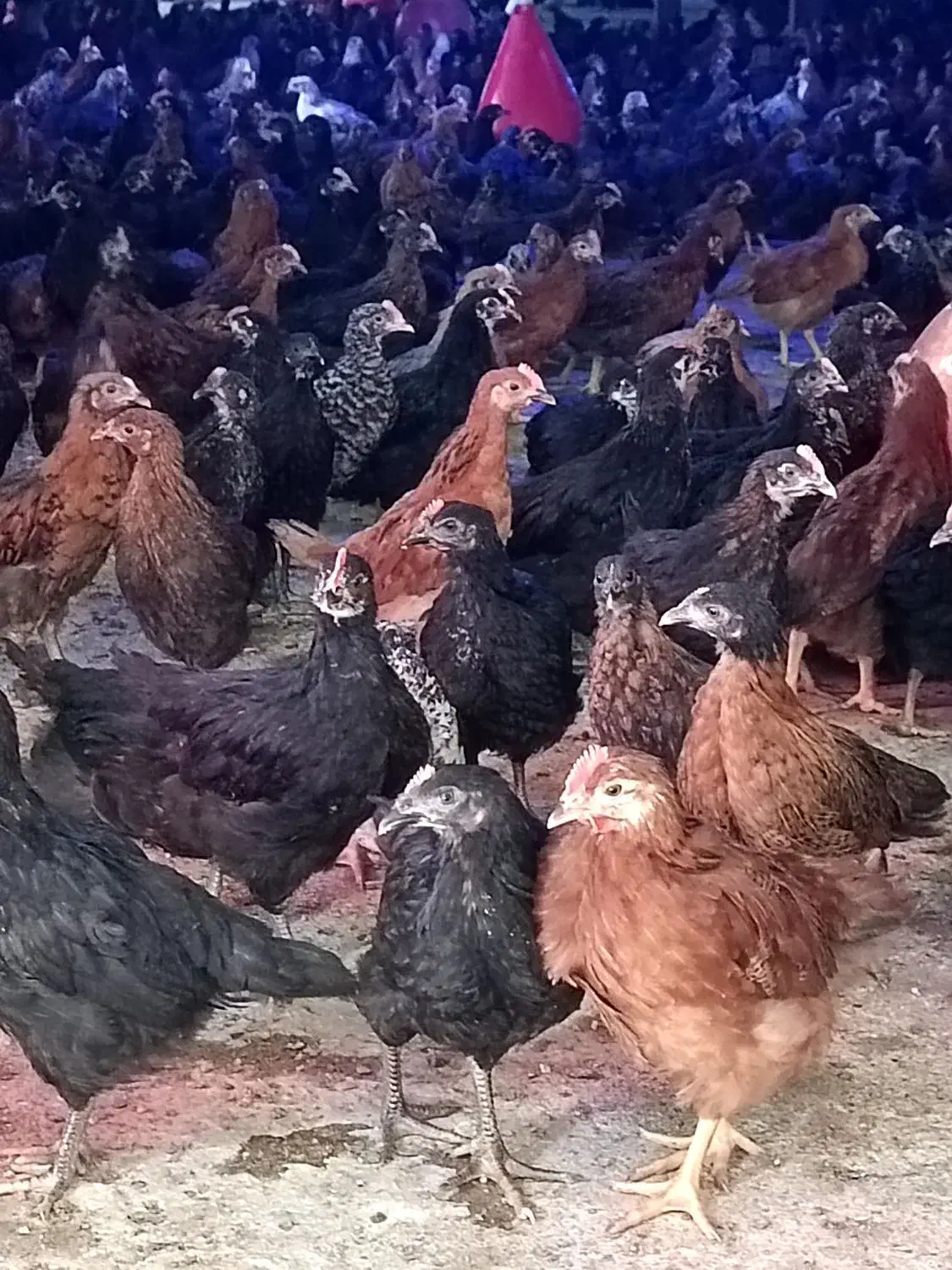 مرغ و خروس محلی نیمچه|حیوانات مزرعه|آباده, |دیوار