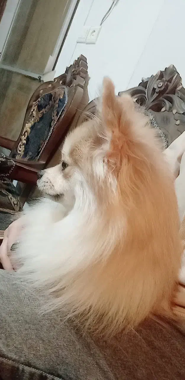 سگ پاپی ماده پامرانین|سگ|فلاورجان, |دیوار